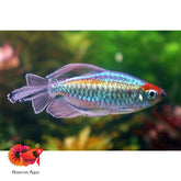 Congo Tetra Male Only